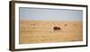 A Lion, Panthera Leo, Walks Through Grassland Past Springboks, Surveying His Territory-Alex Saberi-Framed Photographic Print