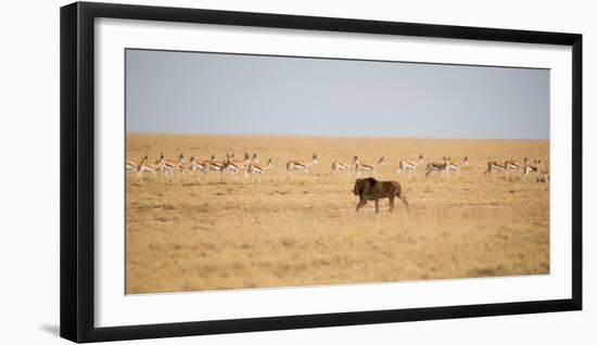 A Lion, Panthera Leo, Walks Through Grassland Past Springboks, Surveying His Territory-Alex Saberi-Framed Photographic Print