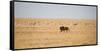 A Lion, Panthera Leo, Walks Through Grassland Past Springboks, Surveying His Territory-Alex Saberi-Framed Stretched Canvas