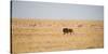 A Lion, Panthera Leo, Walks Through Grassland Past Springboks, Surveying His Territory-Alex Saberi-Stretched Canvas