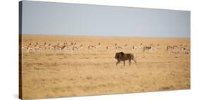 A Lion, Panthera Leo, Walks Through Grassland Past Springboks, Surveying His Territory-Alex Saberi-Stretched Canvas