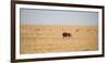 A Lion, Panthera Leo, Walks Through Grassland Past Springboks, Surveying His Territory-Alex Saberi-Framed Photographic Print