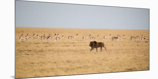 A Lion, Panthera Leo, Walks Through Grassland Past Springboks, Surveying His Territory-Alex Saberi-Mounted Photographic Print