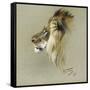 A Lion's Head-Richard Friese-Framed Stretched Canvas