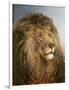 A Lion's Head-Heywood Hardy-Framed Giclee Print