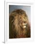 A Lion's Head-Heywood Hardy-Framed Giclee Print