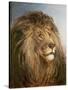 A Lion's Head-Heywood Hardy-Stretched Canvas