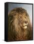 A Lion's Head-Heywood Hardy-Framed Stretched Canvas