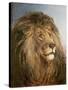 A Lion's Head-Heywood Hardy-Stretched Canvas