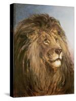 A Lion's Head-Heywood Hardy-Stretched Canvas