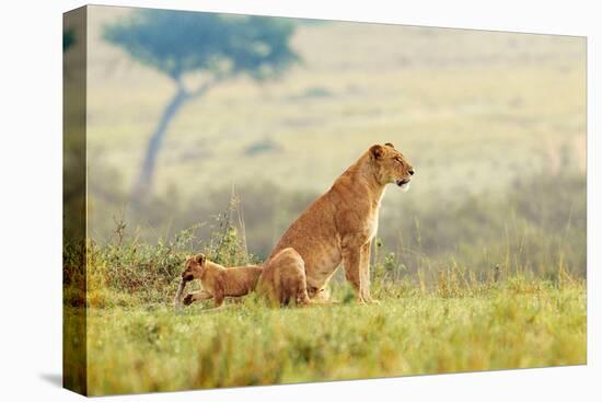 A Lion's Tail-Shelley Lake-Stretched Canvas