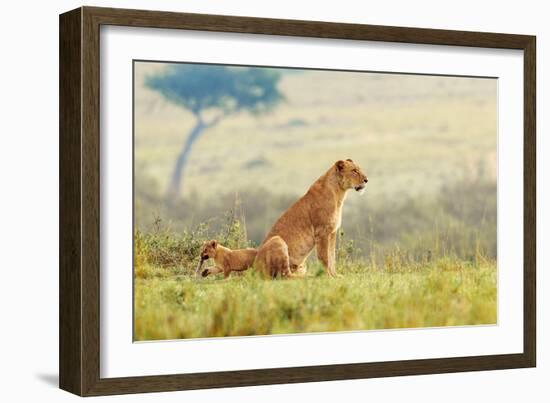 A Lion's Tail-Shelley Lake-Framed Art Print