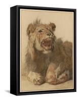 A Lion Snarling, C.1625-33 (Black & Red Chalk with Black and Brown Washes)-Cornelis Saftleven-Framed Stretched Canvas