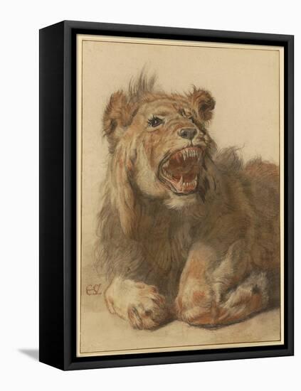 A Lion Snarling, C.1625-33 (Black & Red Chalk with Black and Brown Washes)-Cornelis Saftleven-Framed Stretched Canvas