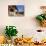 A Lion Statue at Zhen Jue Temple, Beijing, China, Asia-Christian Kober-Photographic Print displayed on a wall