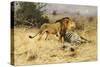 A Lion with His Prey-Wilhelm Kuhnert-Stretched Canvas
