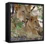 A Lioness and Cub in Selous Game Reserve-Nigel Pavitt-Framed Stretched Canvas