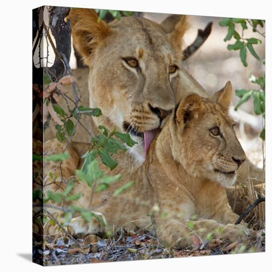 A Lioness and Cub in Selous Game Reserve-Nigel Pavitt-Stretched Canvas