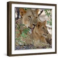 A Lioness and Cub in Selous Game Reserve-Nigel Pavitt-Framed Photographic Print