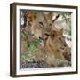 A Lioness and Cub in Selous Game Reserve-Nigel Pavitt-Framed Photographic Print