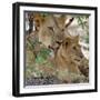 A Lioness and Cub in Selous Game Reserve-Nigel Pavitt-Framed Photographic Print