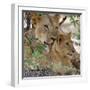 A Lioness and Cub in Selous Game Reserve-Nigel Pavitt-Framed Photographic Print