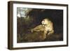 A Lioness, C1867-1910-John Macallan Swan-Framed Giclee Print