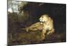 A Lioness, C1867-1910-John Macallan Swan-Mounted Giclee Print