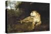 A Lioness, C1867-1910-John Macallan Swan-Stretched Canvas