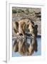 A lioness (Panthera leo) drinks at waterhole, Botswana, Africa-Sergio Pitamitz-Framed Photographic Print