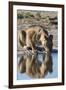 A lioness (Panthera leo) drinks at waterhole, Botswana, Africa-Sergio Pitamitz-Framed Premium Photographic Print