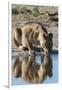 A lioness (Panthera leo) drinks at waterhole, Botswana, Africa-Sergio Pitamitz-Framed Photographic Print