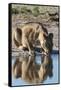 A lioness (Panthera leo) drinks at waterhole, Botswana, Africa-Sergio Pitamitz-Framed Stretched Canvas