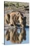 A lioness (Panthera leo) drinks at waterhole, Botswana, Africa-Sergio Pitamitz-Stretched Canvas