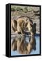 A lioness (Panthera leo) drinks at waterhole, Botswana, Africa-Sergio Pitamitz-Framed Stretched Canvas