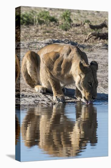 A lioness (Panthera leo) drinks at waterhole, Botswana, Africa-Sergio Pitamitz-Stretched Canvas