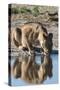 A lioness (Panthera leo) drinks at waterhole, Botswana, Africa-Sergio Pitamitz-Stretched Canvas