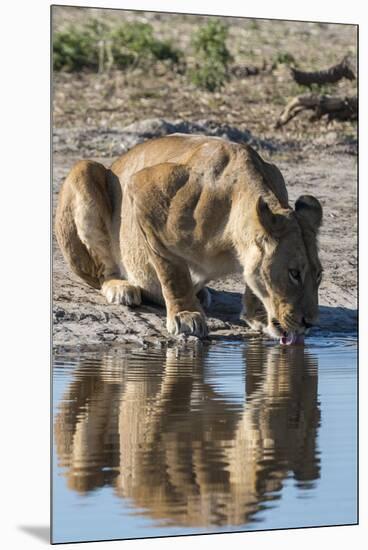 A lioness (Panthera leo) drinks at waterhole, Botswana, Africa-Sergio Pitamitz-Mounted Premium Photographic Print