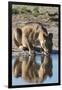 A lioness (Panthera leo) drinks at waterhole, Botswana, Africa-Sergio Pitamitz-Framed Premium Photographic Print