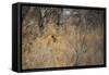 A Lioness, Panthera Leo, Walking Through Tall Grass under Trees at Sunrise-Alex Saberi-Framed Stretched Canvas