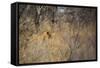 A Lioness, Panthera Leo, Walking Through Tall Grass under Trees at Sunrise-Alex Saberi-Framed Stretched Canvas