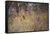 A Lioness, Panthera Leo, Walking Through Tall Grass under Trees at Sunrise-Alex Saberi-Framed Stretched Canvas