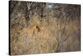 A Lioness, Panthera Leo, Walking Through Tall Grass under Trees at Sunrise-Alex Saberi-Stretched Canvas