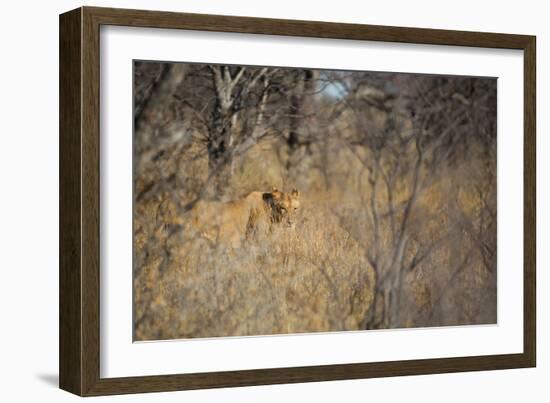 A Lioness, Panthera Leo, Walking Through Tall Grass under Trees at Sunrise-Alex Saberi-Framed Photographic Print