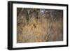 A Lioness, Panthera Leo, Walking Through Tall Grass under Trees at Sunrise-Alex Saberi-Framed Photographic Print