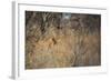 A Lioness, Panthera Leo, Walking Through Tall Grass under Trees at Sunrise-Alex Saberi-Framed Photographic Print