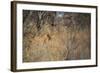 A Lioness, Panthera Leo, Walking Through Tall Grass under Trees at Sunrise-Alex Saberi-Framed Photographic Print