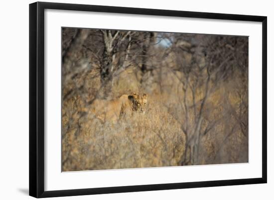 A Lioness, Panthera Leo, Walking Through Tall Grass under Trees at Sunrise-Alex Saberi-Framed Photographic Print