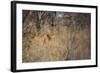 A Lioness, Panthera Leo, Walking Through Tall Grass under Trees at Sunrise-Alex Saberi-Framed Photographic Print