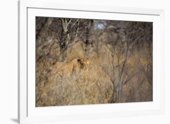 A Lioness, Panthera Leo, Walking Through Tall Grass under Trees at Sunrise-Alex Saberi-Framed Photographic Print